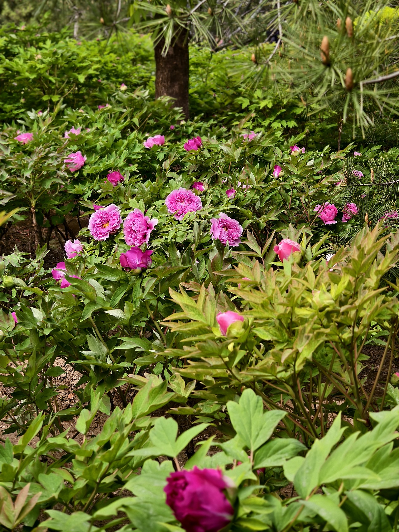 牡丹花开正当时（图ZNDA1NTc5NTUy） - 风光摄影 - 站酷设计师晓晓桃原创素材 - 站酷ZCOOL