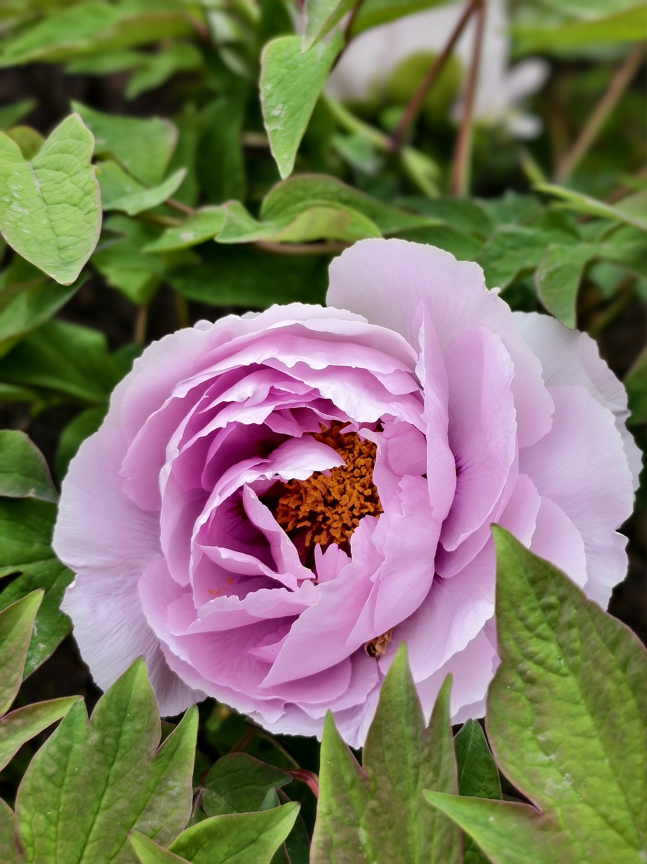 牡丹花开正当时（图ZNDA1NTc5NTIw） - 风光摄影 - 站酷设计师晓晓桃原创素材 - 站酷ZCOOL