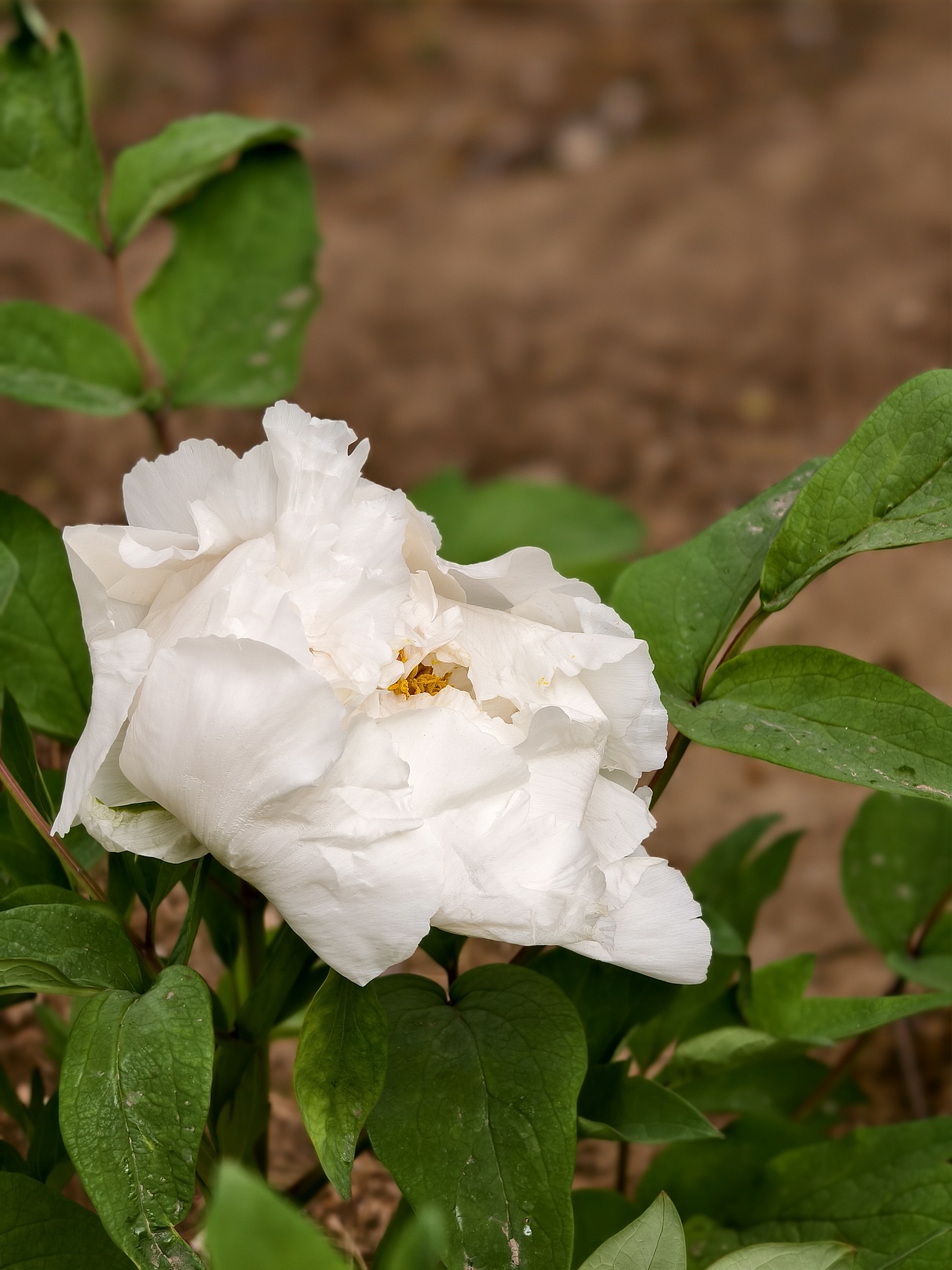 牡丹花开正当时（图ZNDA1NTc5NTU2） - 风光摄影 - 站酷设计师晓晓桃原创素材 - 站酷ZCOOL