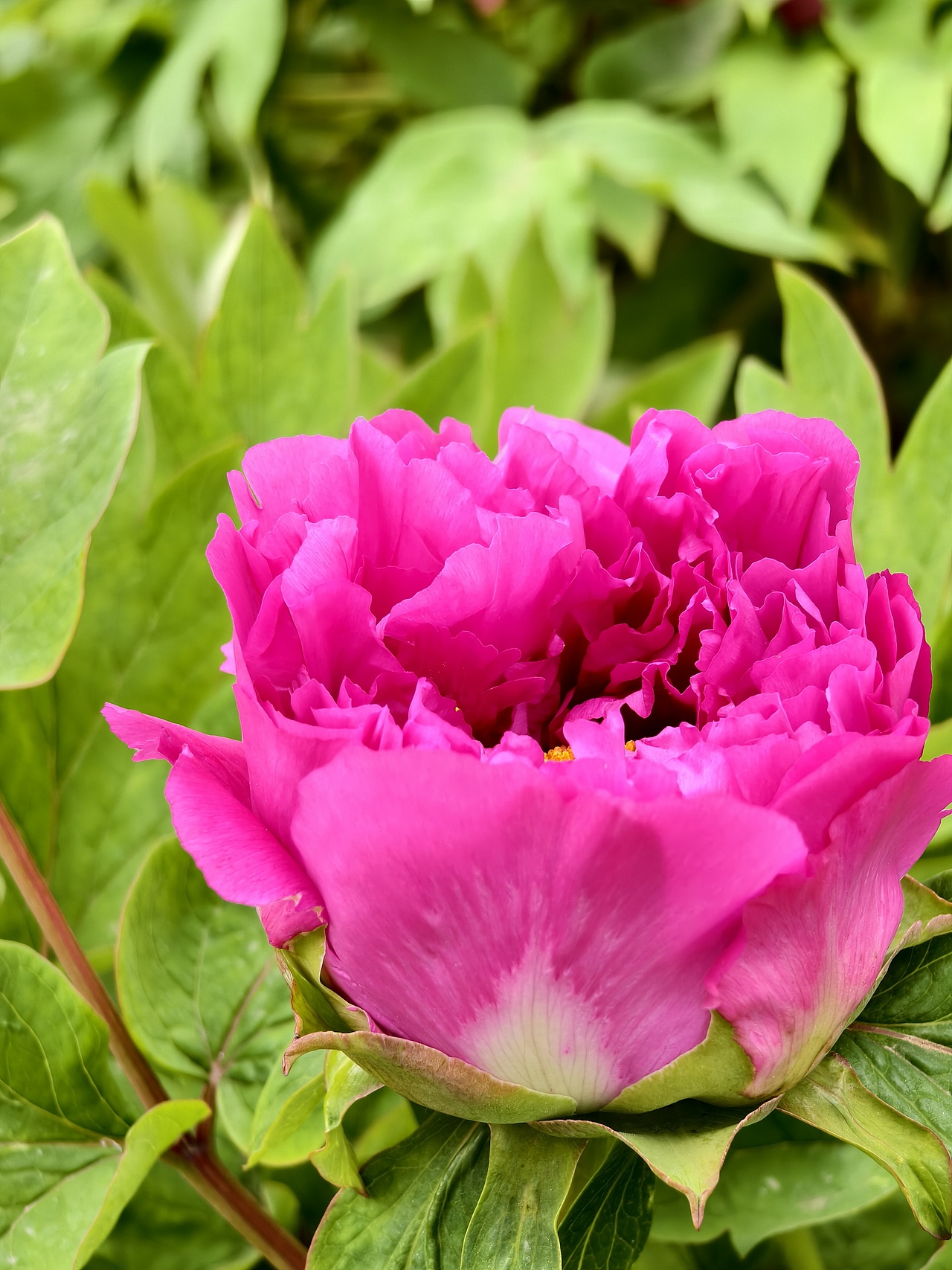 牡丹花开正当时（图ZNDA1NTc5NTgw） - 风光摄影 - 站酷设计师晓晓桃原创素材 - 站酷ZCOOL