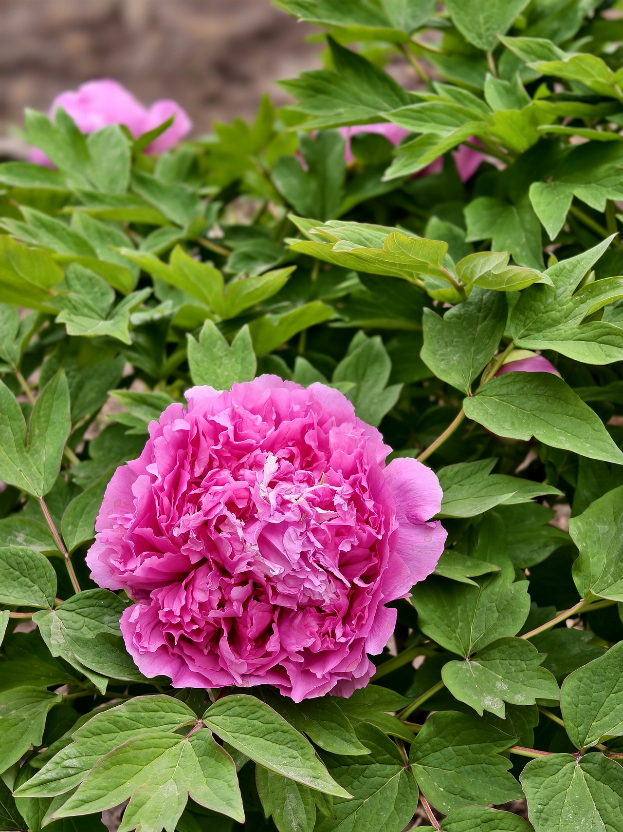 牡丹花开正当时（图ZNDA1NTc5NTYw） - 风光摄影 - 站酷设计师晓晓桃原创素材 - 站酷ZCOOL