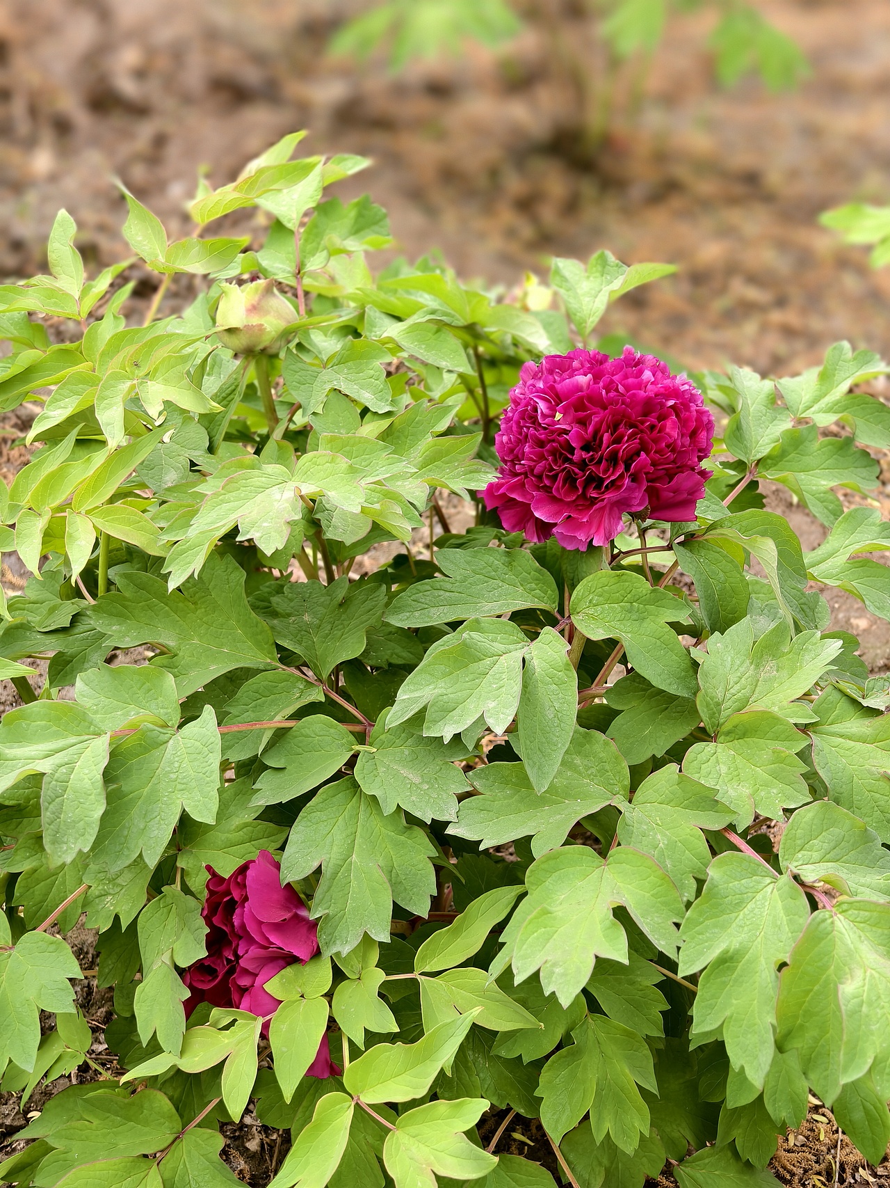 牡丹花开正当时（图ZNDA1NTc5NTY4） - 风光摄影 - 站酷设计师晓晓桃原创素材 - 站酷ZCOOL