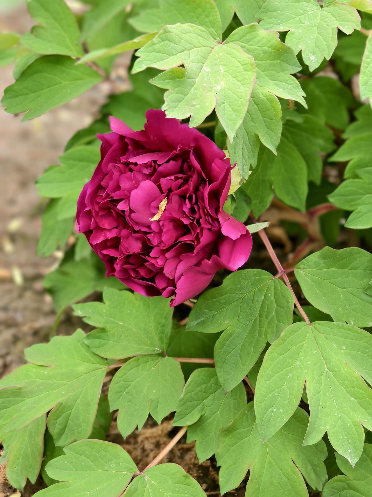 牡丹花开正当时（图ZNDA1NTc5NTcy） - 风光摄影 - 站酷设计师晓晓桃原创素材 - 站酷ZCOOL