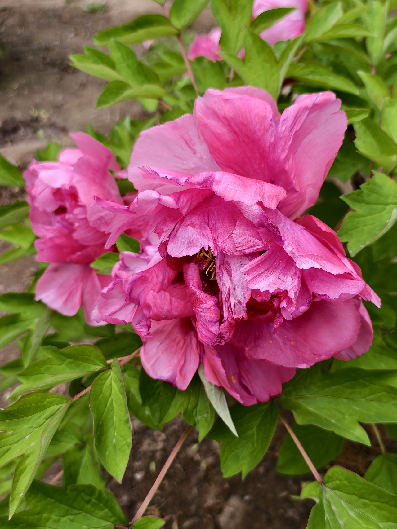 牡丹花开正当时（图ZNDA1NTc5NTg0） - 风光摄影 - 站酷设计师晓晓桃原创素材 - 站酷ZCOOL