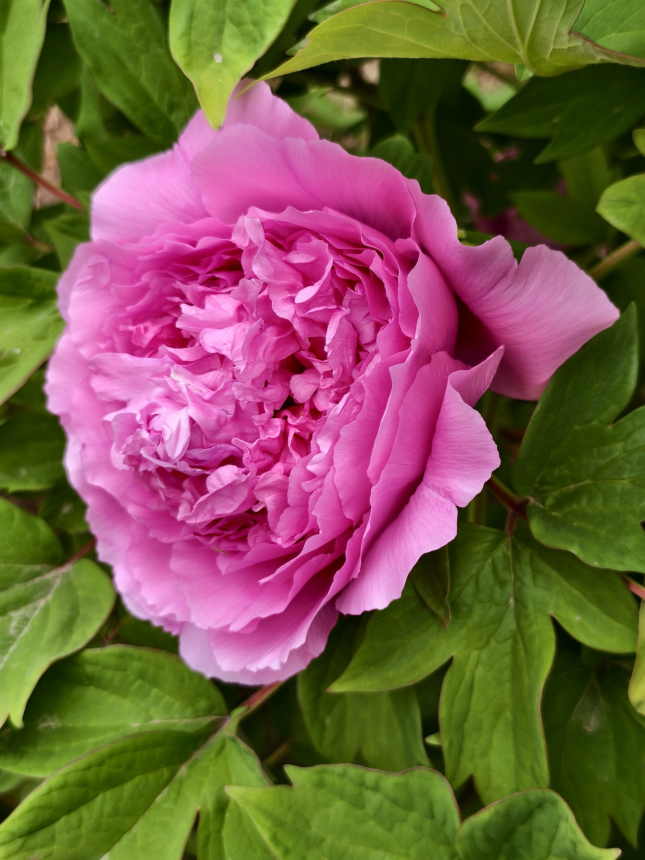 牡丹花开正当时（图ZNDA1NTc5NTg4） - 风光摄影 - 站酷设计师晓晓桃原创素材 - 站酷ZCOOL