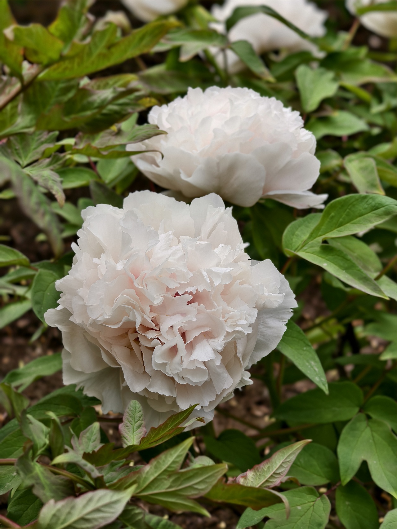 牡丹花开正当时（图ZNDA1NTc5NTY0） - 风光摄影 - 站酷设计师晓晓桃原创素材 - 站酷ZCOOL