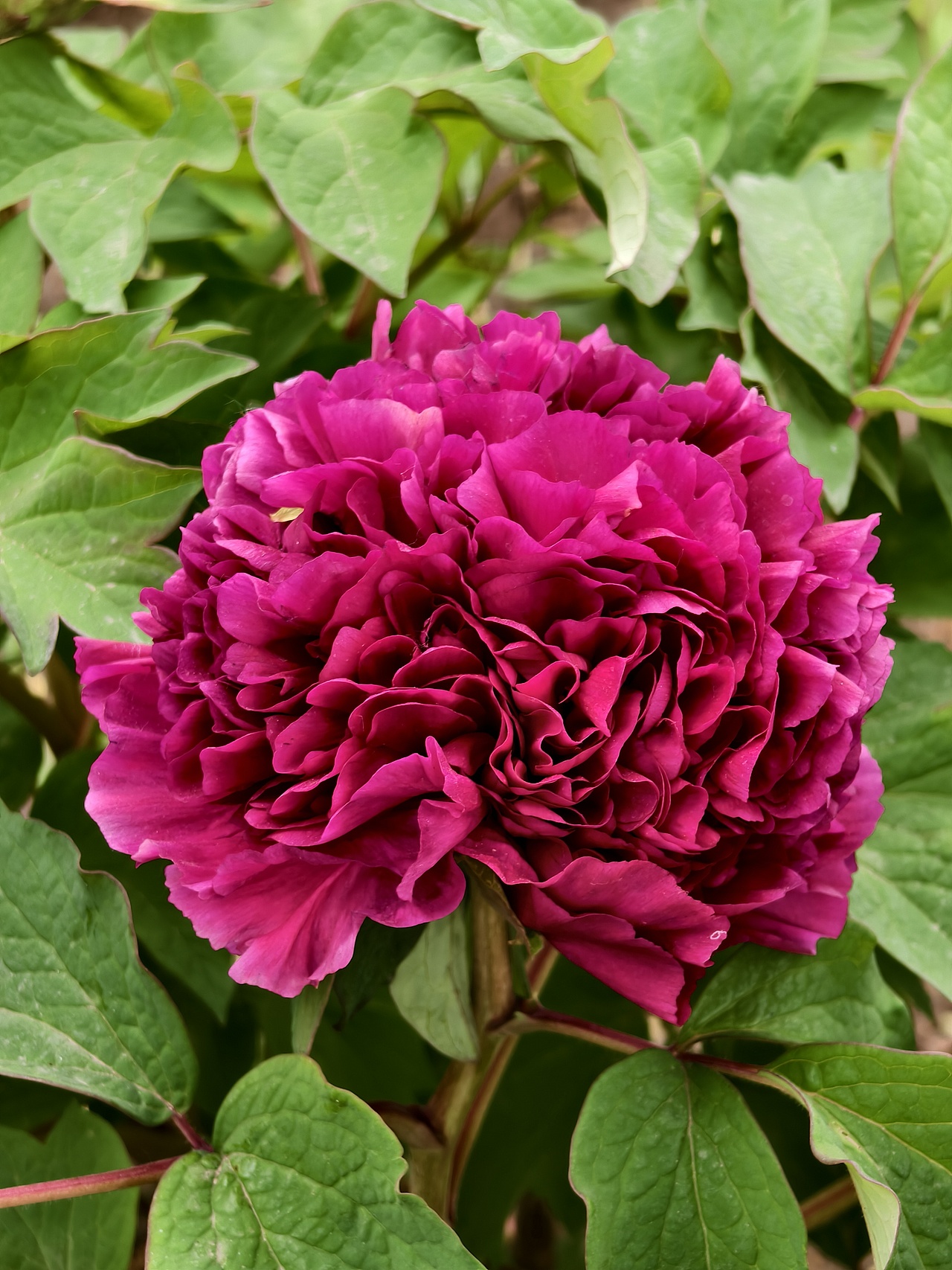 牡丹花开正当时（图ZNDA1NTc5NTky） - 风光摄影 - 站酷设计师晓晓桃原创素材 - 站酷ZCOOL