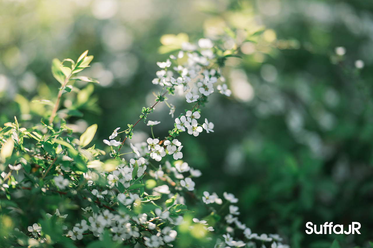 雪柳明玥（图ZNDA1NTgwMjY4） - 人像摄影 - 站酷设计师朱尼尔沙发SUFFA原创素材 - 站酷ZCOOL