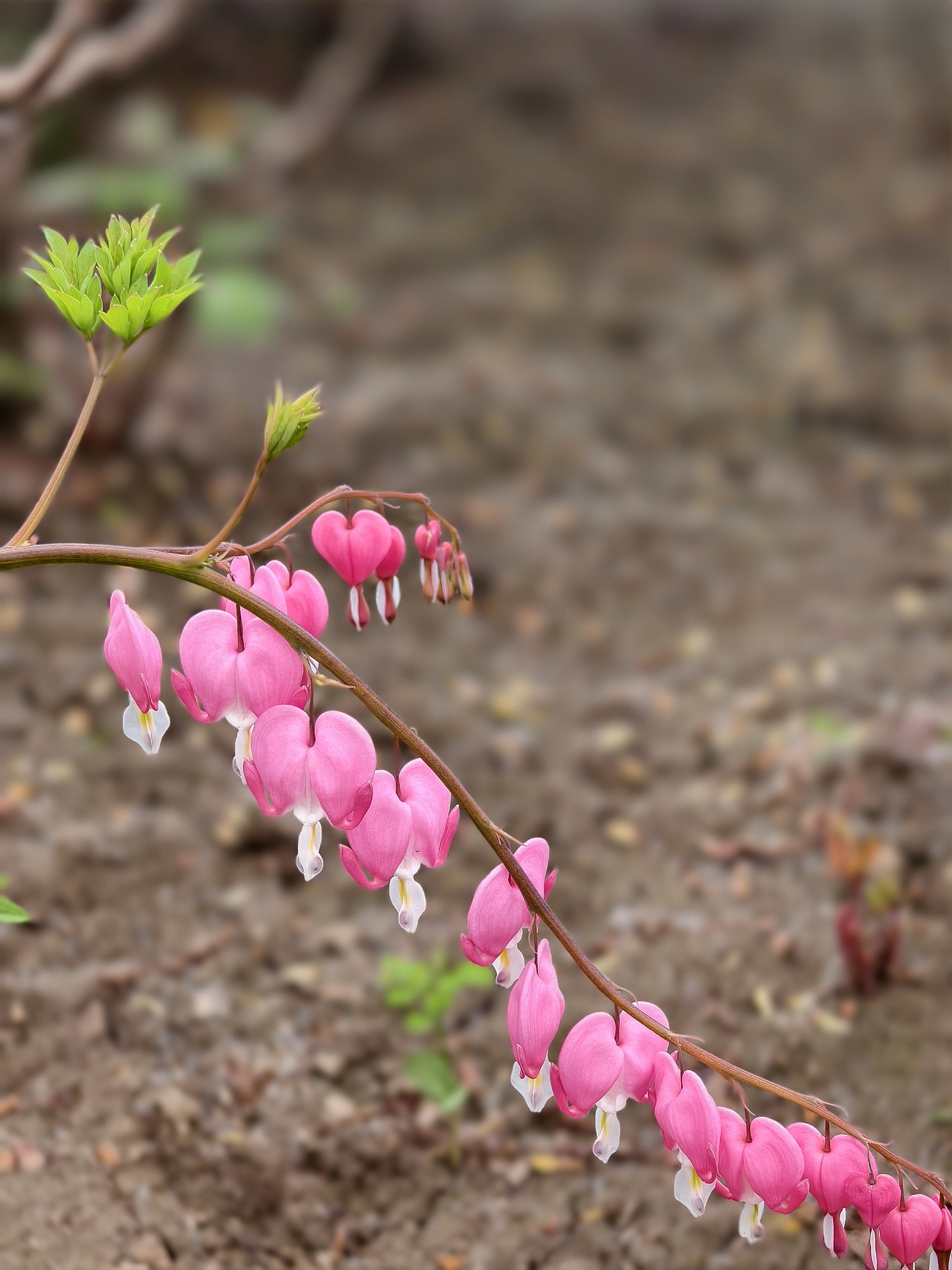 牡丹花开正当时（图ZNDA1NTgwMzky） - 风光摄影 - 站酷设计师晓晓桃原创素材 - 站酷ZCOOL