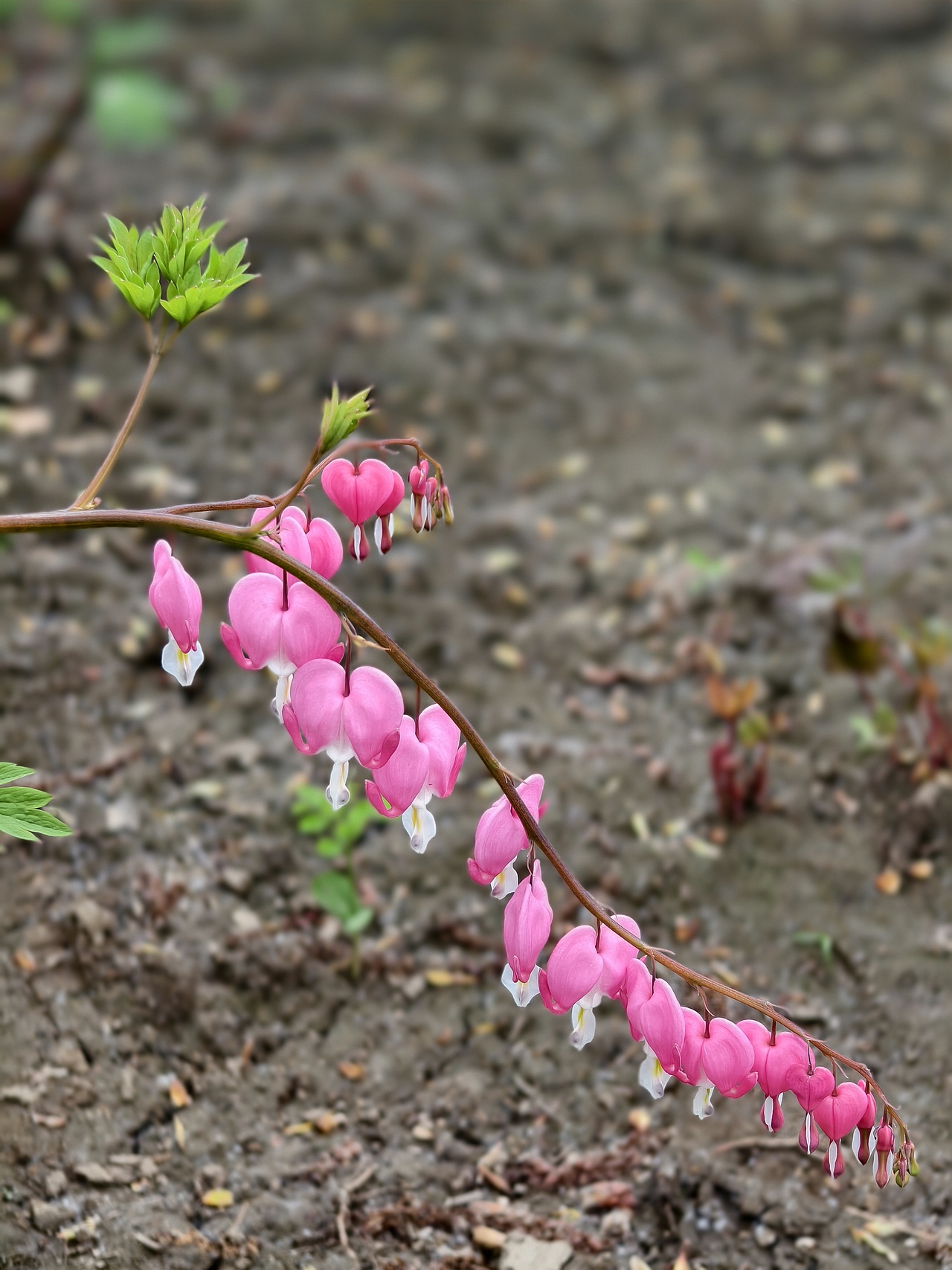 牡丹花开正当时（图ZNDA1NTgwMzY4） - 风光摄影 - 站酷设计师晓晓桃原创素材 - 站酷ZCOOL