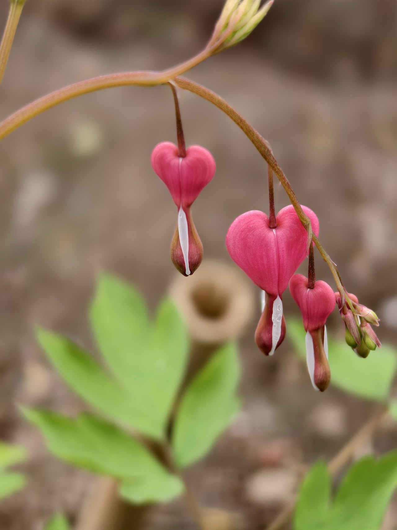 牡丹花开正当时（图ZNDA1NTgwMzg0） - 风光摄影 - 站酷设计师晓晓桃原创素材 - 站酷ZCOOL