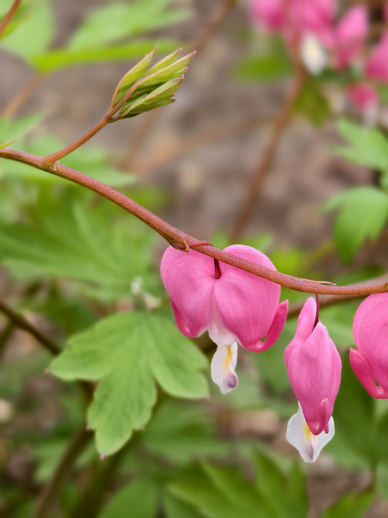 牡丹花开正当时（图ZNDA1NTgwMzg4） - 风光摄影 - 站酷设计师晓晓桃原创素材 - 站酷ZCOOL