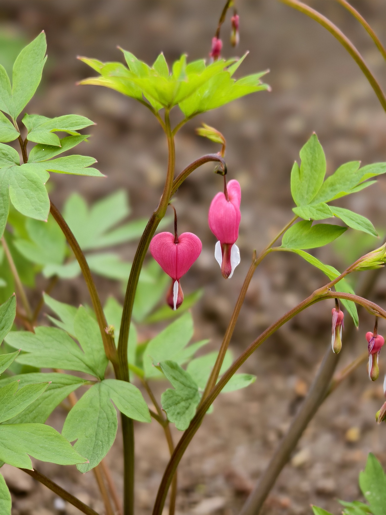 牡丹花开正当时（图ZNDA1NTgwMzcy） - 风光摄影 - 站酷设计师晓晓桃原创素材 - 站酷ZCOOL