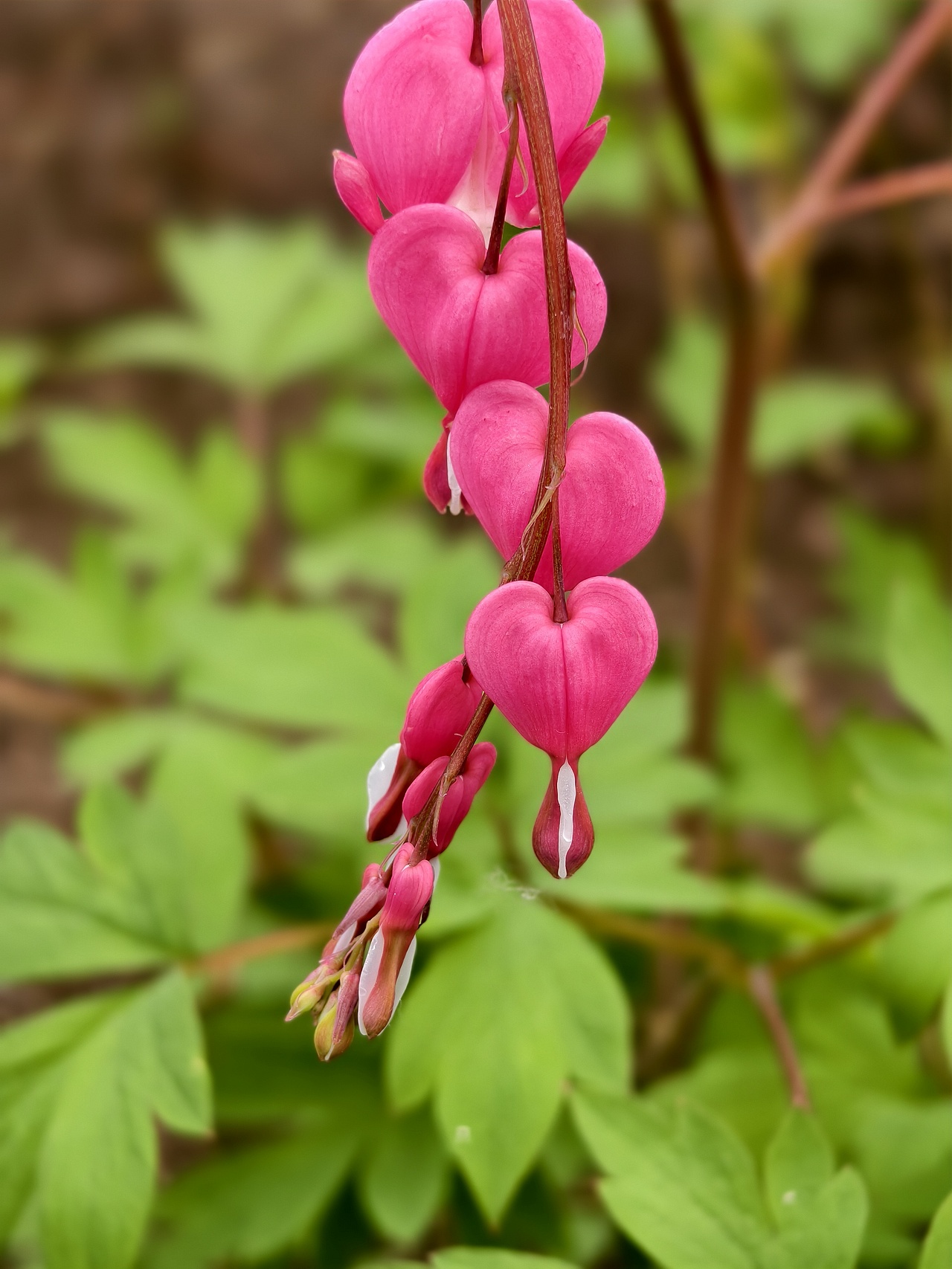 牡丹花开正当时（图ZNDA1NTgwMzc2） - 风光摄影 - 站酷设计师晓晓桃原创素材 - 站酷ZCOOL