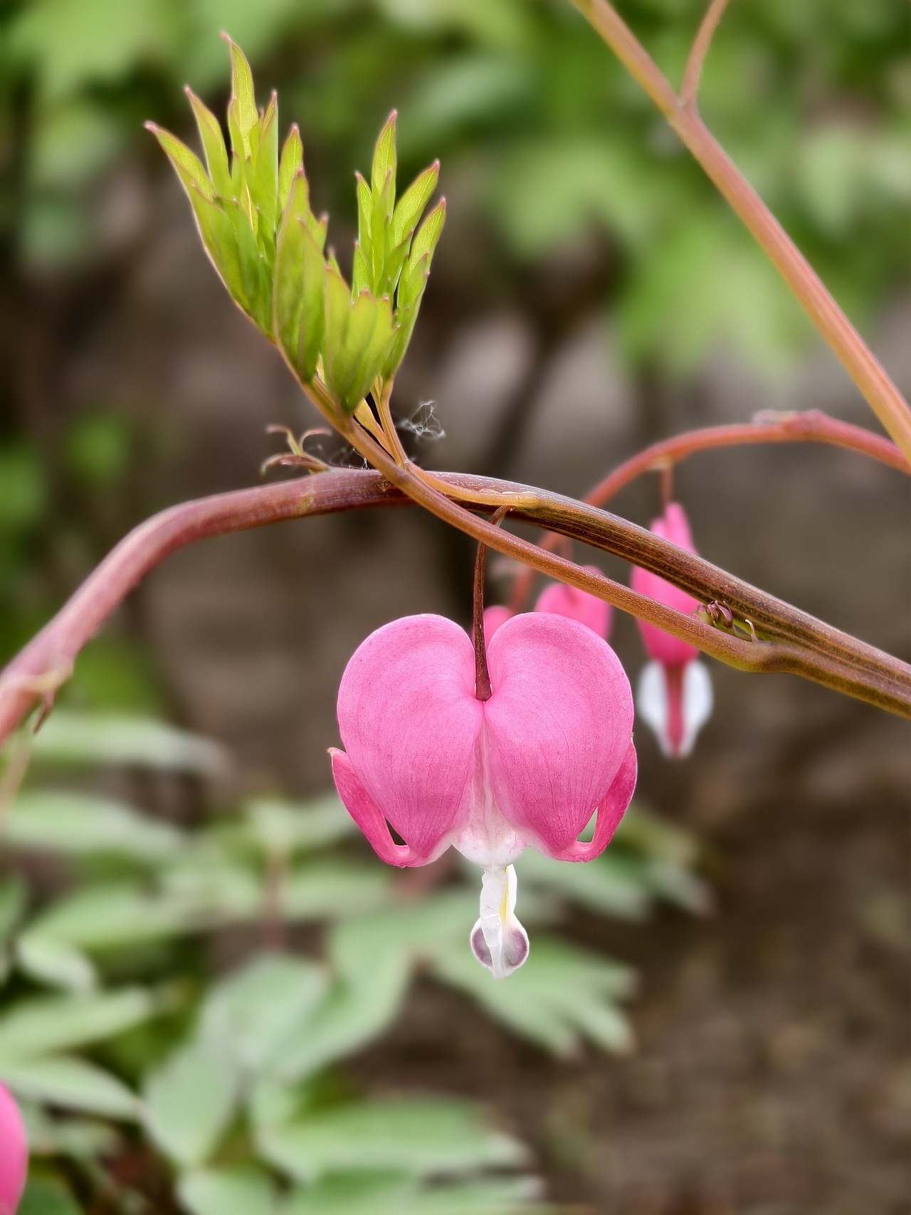 牡丹花开正当时（图ZNDA1NTgwMzY0） - 风光摄影 - 站酷设计师晓晓桃原创素材 - 站酷ZCOOL