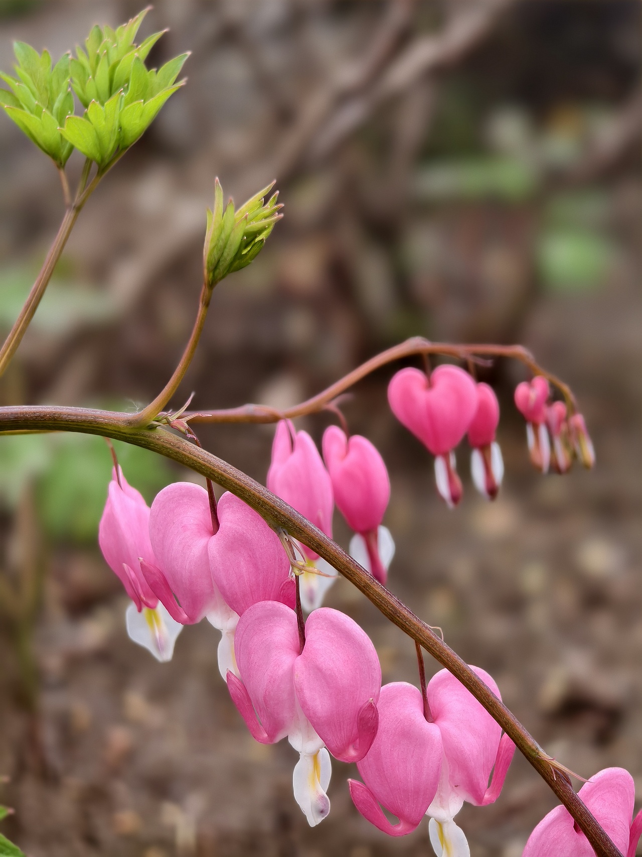牡丹花开正当时（图ZNDA1NTgwNDAw） - 风光摄影 - 站酷设计师晓晓桃原创素材 - 站酷ZCOOL