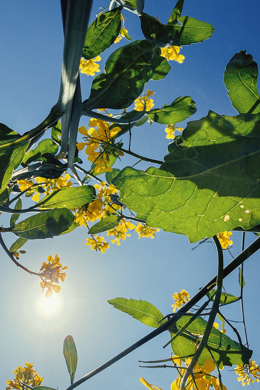 四月物语（图ZNDA1NTg2NzIw） - 风光摄影 - 站酷设计师莫然_xs原创素材 - 站酷ZCOOL