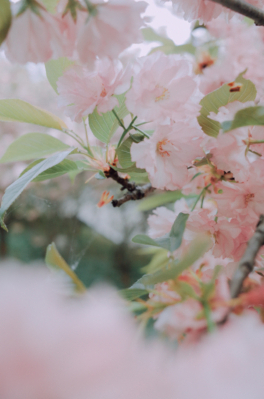 四月物语（图ZNDA1NTg2NzY0） - 风光摄影 - 站酷设计师莫然_xs原创素材 - 站酷ZCOOL