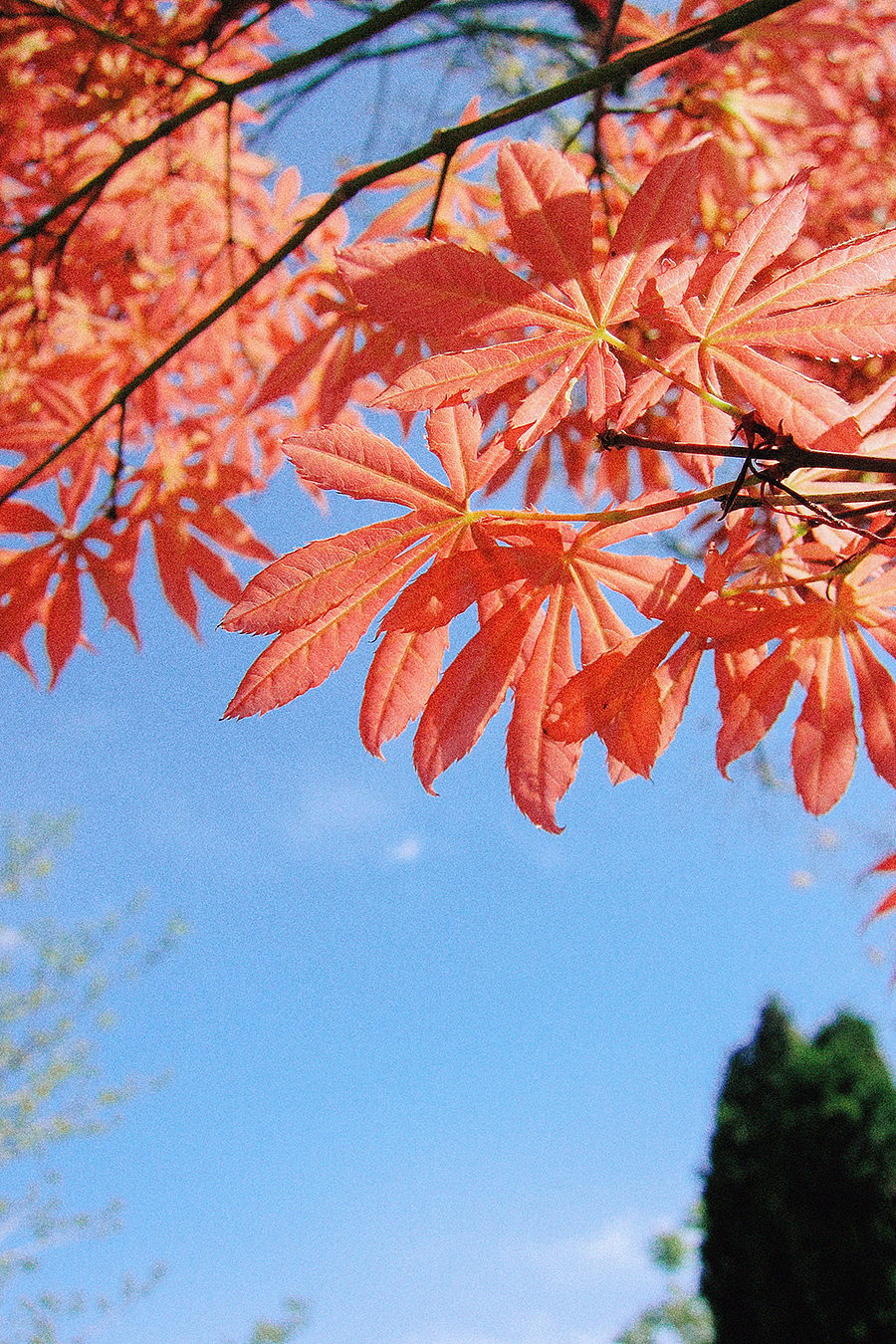 四月物语（图ZNDA1NTg3MDY0） - 风光摄影 - 站酷设计师莫然_xs原创素材 - 站酷ZCOOL