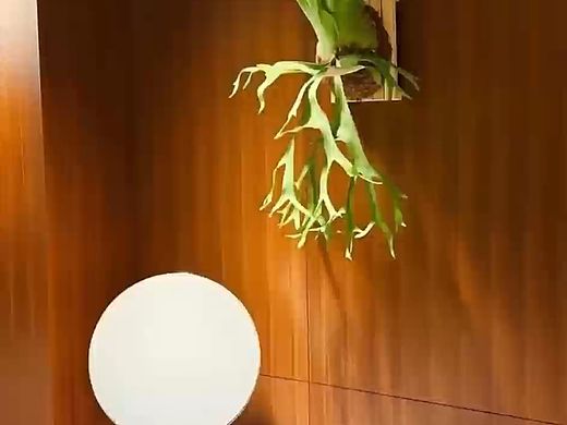 软装封神｜一面墙被一棵鹿角蕨救了