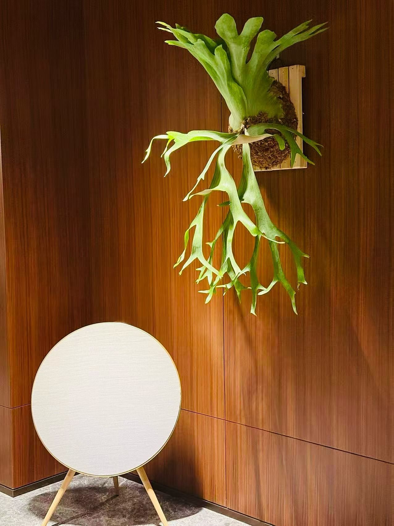 软装封神｜一面墙被一棵鹿角蕨救了（图ZNDA1NjYwODM2） - 商业空间设计 - 站酷设计师ijiu原创素材 - 站酷ZCOOL