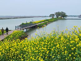 春風(fēng)漫過油菜花