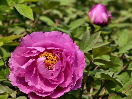 唯有牡丹真国色