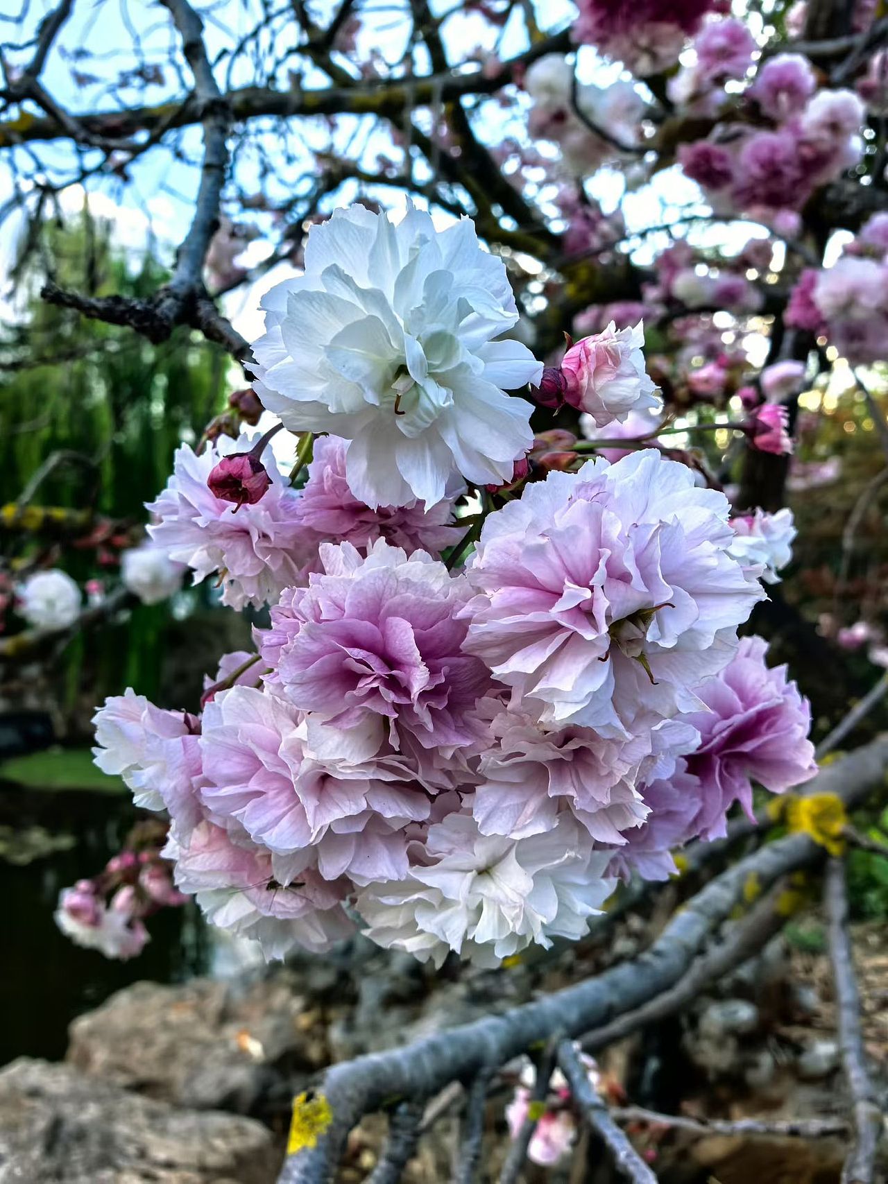 花，樱花，晚樱（图ZNDA1NzI5NTA0） - 风光摄影 - 站酷设计师Z062993998原创素材 - 站酷ZCOOL