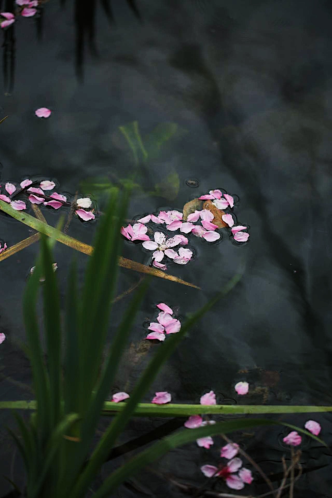 花水映（图ZNDA1NzQyNTEy） - 风光摄影 - 站酷设计师Amei1231原创素材 - 站酷ZCOOL