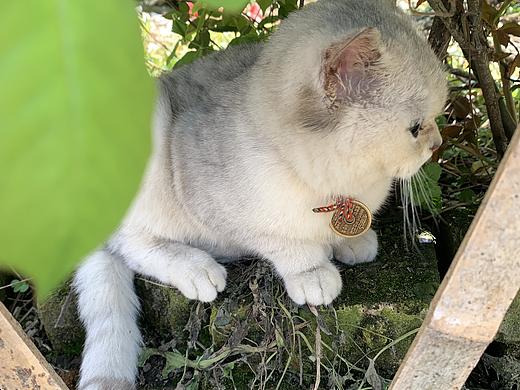 林间小憩｜银渐层幼猫户外侧颜（个人主页-ZNzM0ODI3NDA=） - 宠物摄影 - 站酷设计师饼干不是吃的原创素材 - 站酷ZCOOL