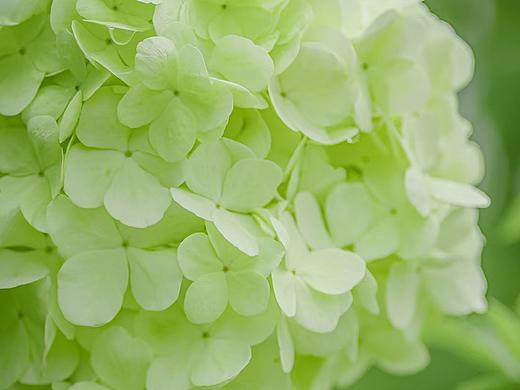 绣球深处是清欢