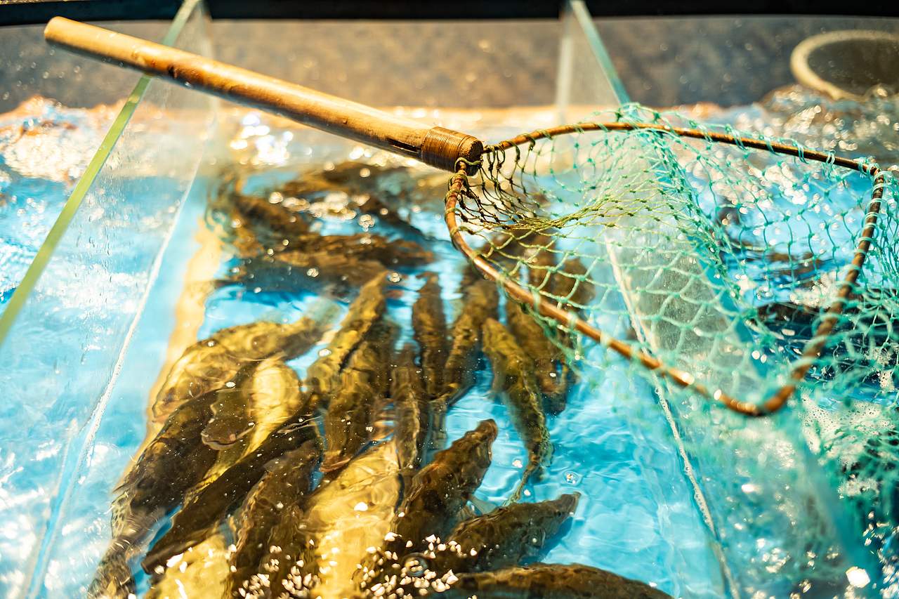 江河肴×中世锐意设计 / 活鱼每天捞 吃鱼江河肴（图ZNDA1Nzc2MTA0） - 品牌 - 站酷设计师中世锐意阿呆总原创素材 - 站酷ZCOOL