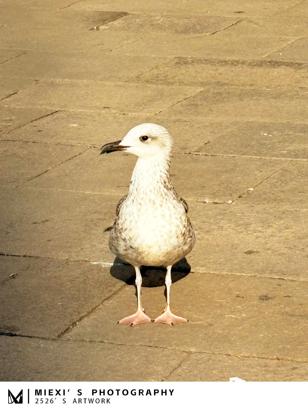意大利摄影I 海神的国度，威尼斯假期（图ZNDA1Nzg1NjQ0） - 人文/纪实摄影 - 站酷设计师咩西miexi原创素材 - 站酷ZCOOL