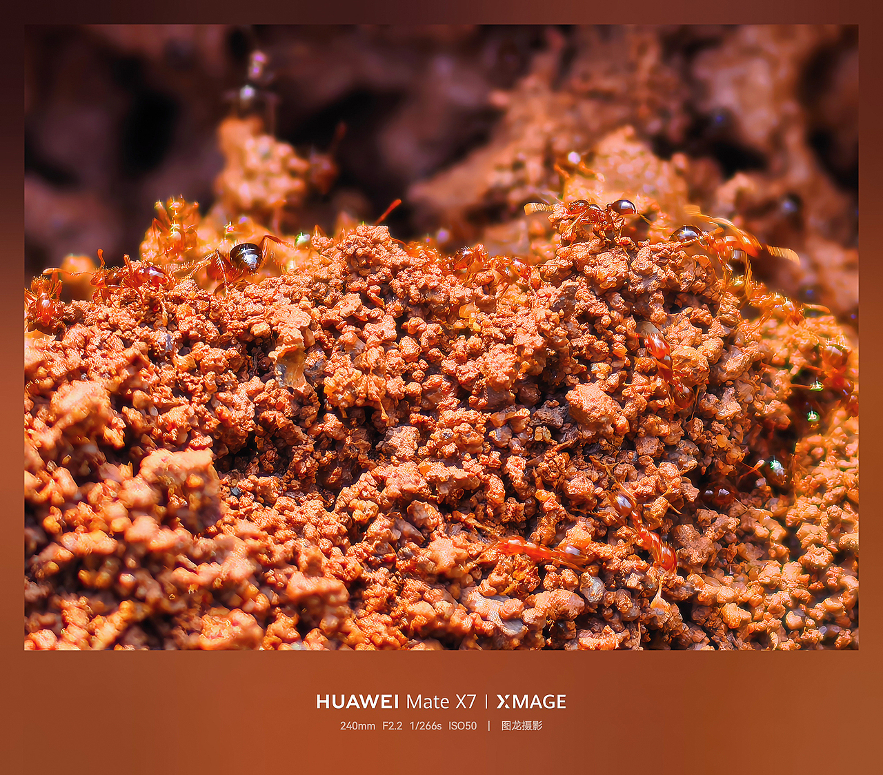 蚁群奔忙，菌菇新生，都是时光的凭据（图ZNDA1ODUyMTg0） - 宠物摄影 - 站酷设计师图龙摄影原创素材 - 站酷ZCOOL