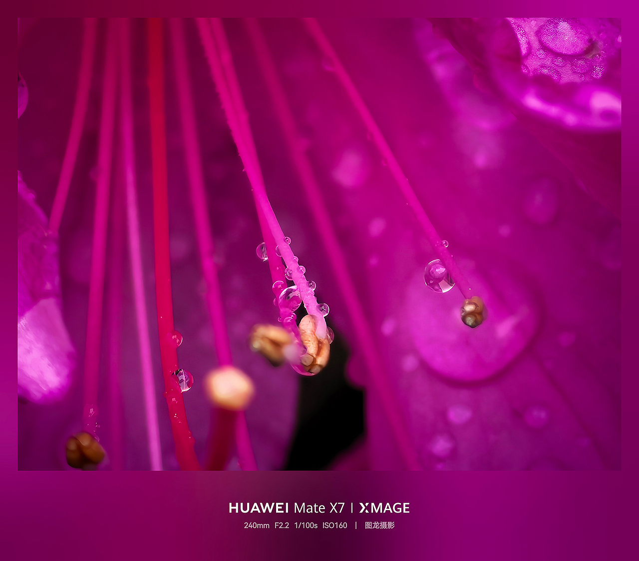 蚁群奔忙，菌菇新生，都是时光的凭据（图ZNDA1ODUyMjA4） - 宠物摄影 - 站酷设计师图龙摄影原创素材 - 站酷ZCOOL