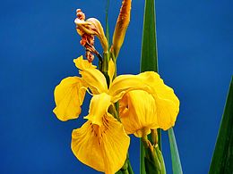 明黃鳶尾與晴空