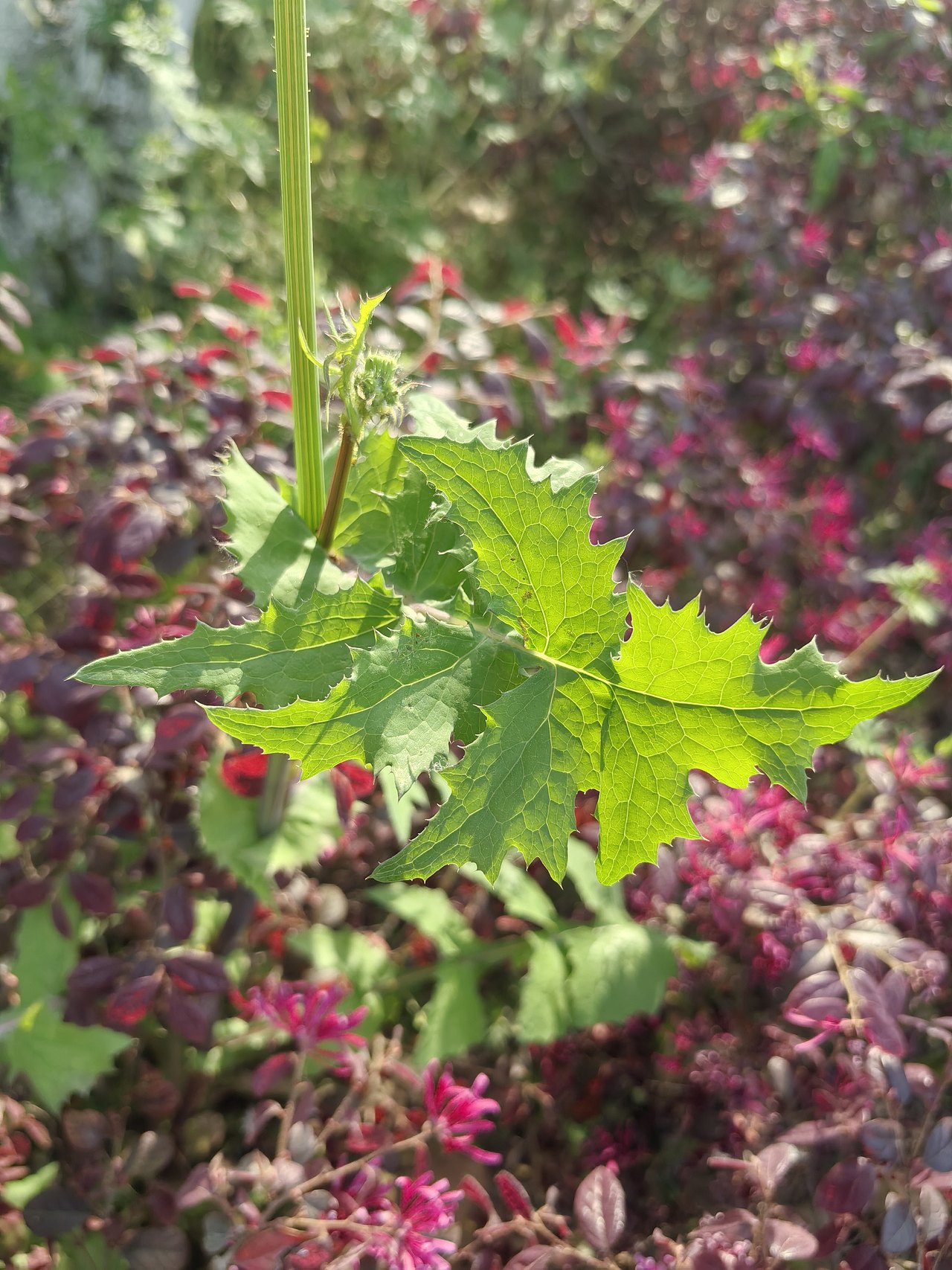 春天来了（图ZNDA1ODYwMjg0） - 风光摄影 - 站酷设计师油锅里跳舞的龙虾原创素材 - 站酷ZCOOL