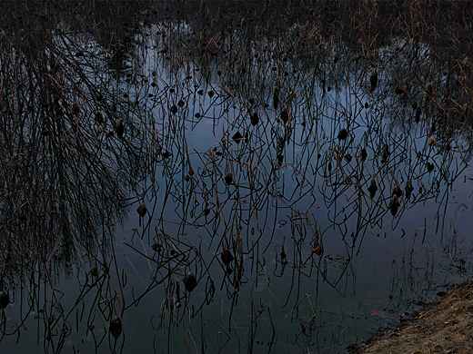 蓝调暮色枯荷水墨质感禅意背景素材