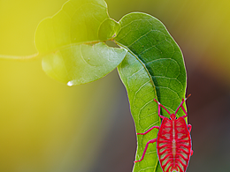 又遇拍摄生态微距的季节