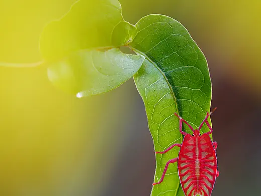 又遇拍摄生态微距的季节（首页-ZNzM0OTY5MTY=） - 摄影-其他摄影 - 站酷设计师瓜哥微距摄影原创素材 - 站酷ZCOOL