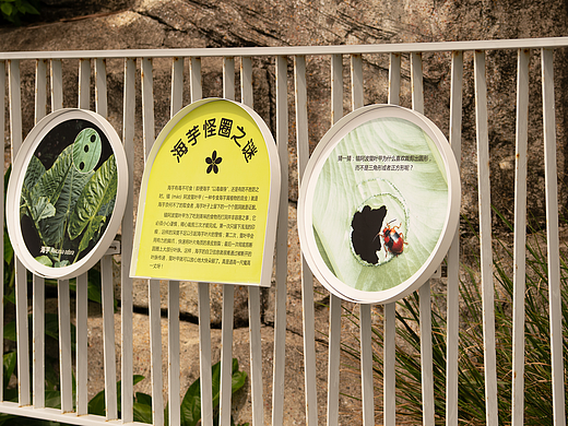 深圳市大梅沙海滨栈道生物多样性摄影展