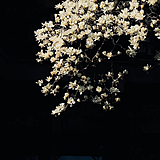 Shadow_Lee的头像