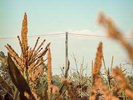 被玉米穗治愈的夏日田園時(shí)光