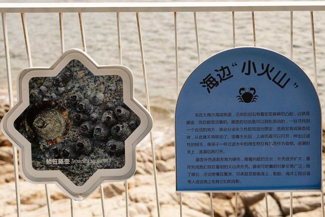 深圳市大梅沙海滨栈道生物多样性摄影展(图ZNDA2MDQyNDI4) - 宣传物料 - 站酷设计师tofu豆腐原创素材 - 站酷ZCOOL