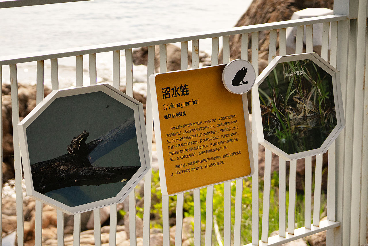 深圳市大梅沙海滨栈道生物多样性摄影展(图ZNDA2MDQyNjMy) - 宣传物料 - 站酷设计师tofu豆腐原创素材 - 站酷ZCOOL