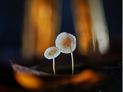 瓜哥微距大自然的配色