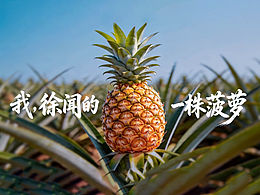 我，徐闻的一株菠萝