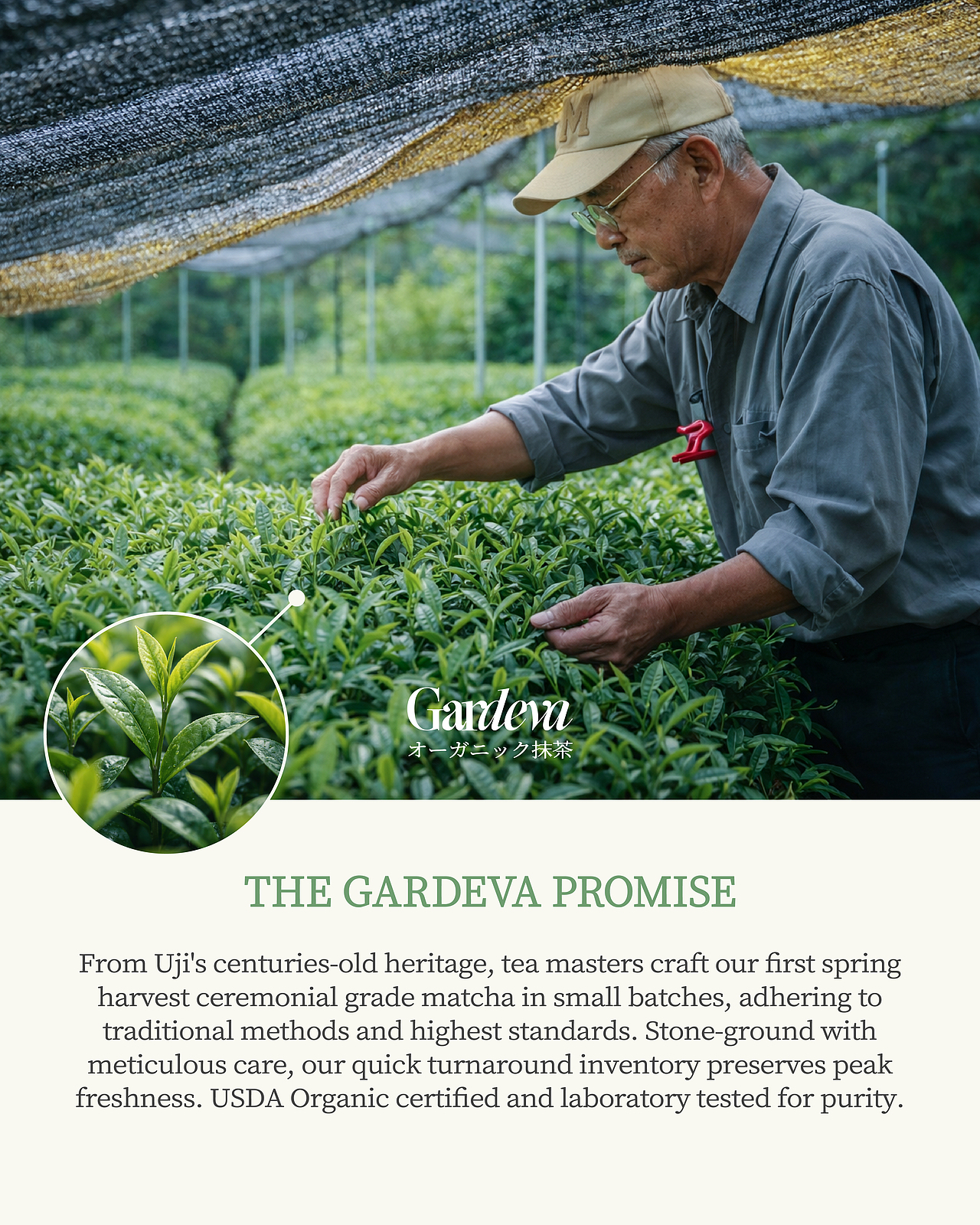 Gardeva — 抹茶品牌包裝設(shè)計(jì)（圖ZNDA2MTI1NjQw） - 包裝 - 站酷設(shè)計(jì)師ThinkDow紛道原創(chuàng)素材 - 站酷ZCOOL