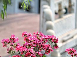 花信与海光之间