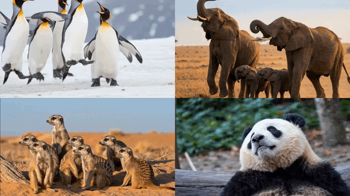 422世界地球日，特仑苏邀你提前看“球赛”（图ZNDA2MTMxNDA4） - 短片 - 站酷设计师BU蓝昊原创素材 - 站酷ZCOOL